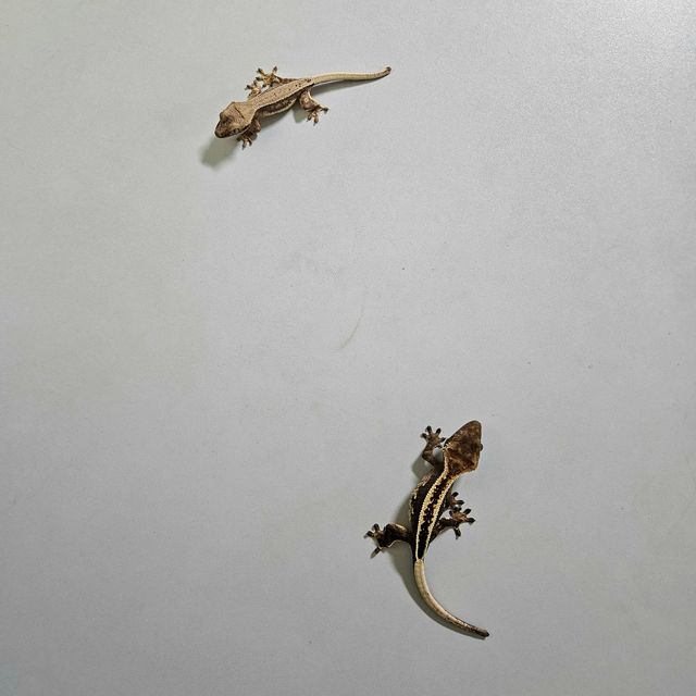 슈퍼스트라이프 엠티백 쿼드 풀핀 다크