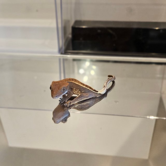 카푸치노 트라이 화이트핀 쿼드 엠티백