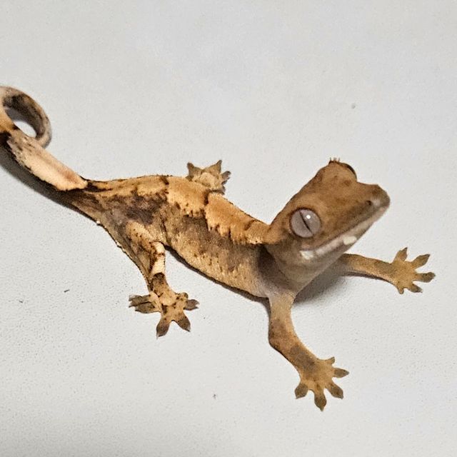 바브