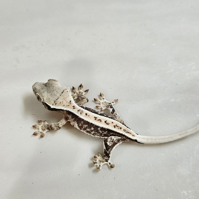 릴리화이트 화이트핀