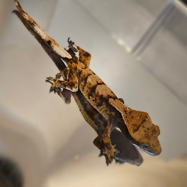바브