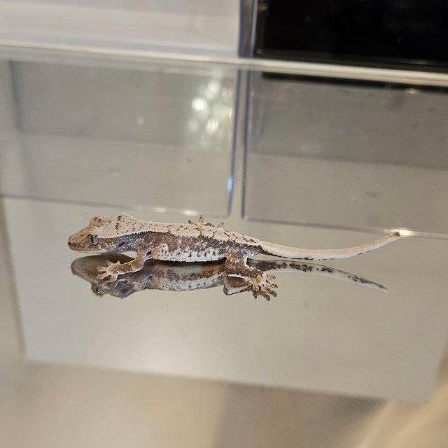 익스트림할리퀸