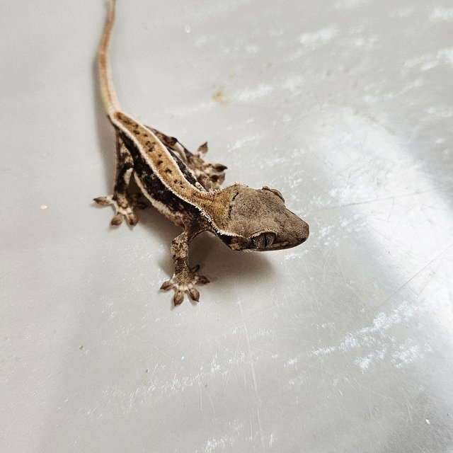 릴리화이트 트라이