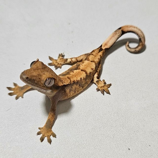 바브