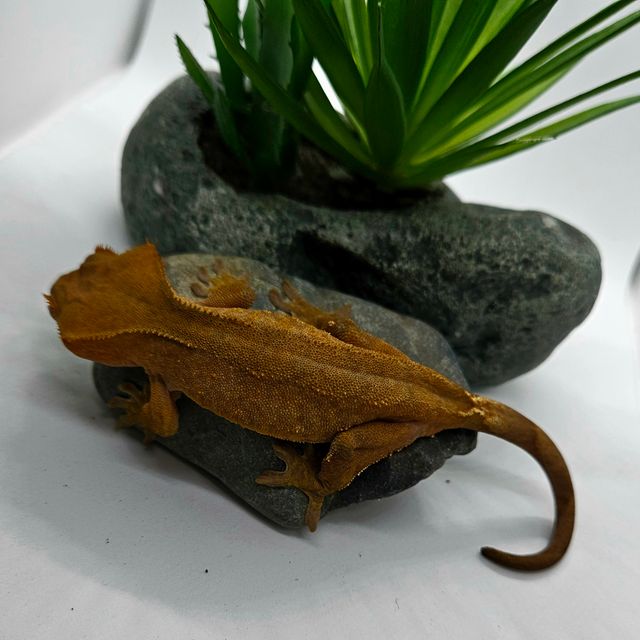 벅스킨 다크 레드