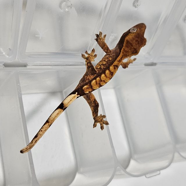 바브 익스트림할리퀸 트라이
