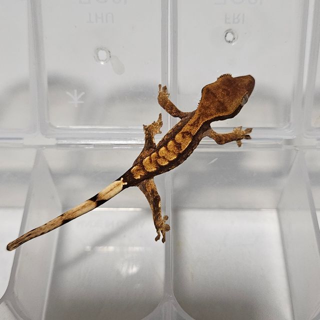 바브 익스트림할리퀸 트라이