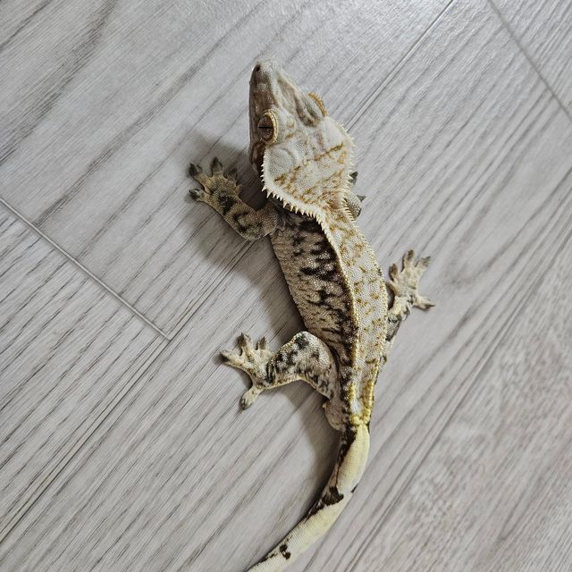 노멀 익스트림할리퀸