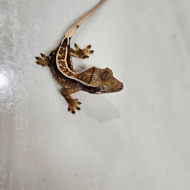 트라이 익스트림할리퀸