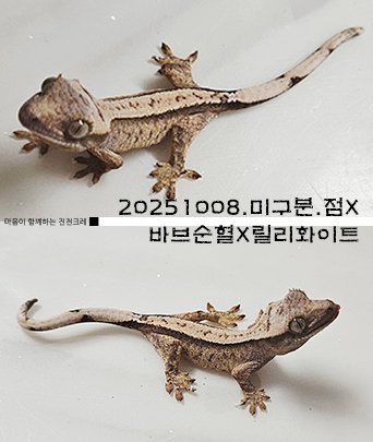 풀핀 익스트림할리퀸