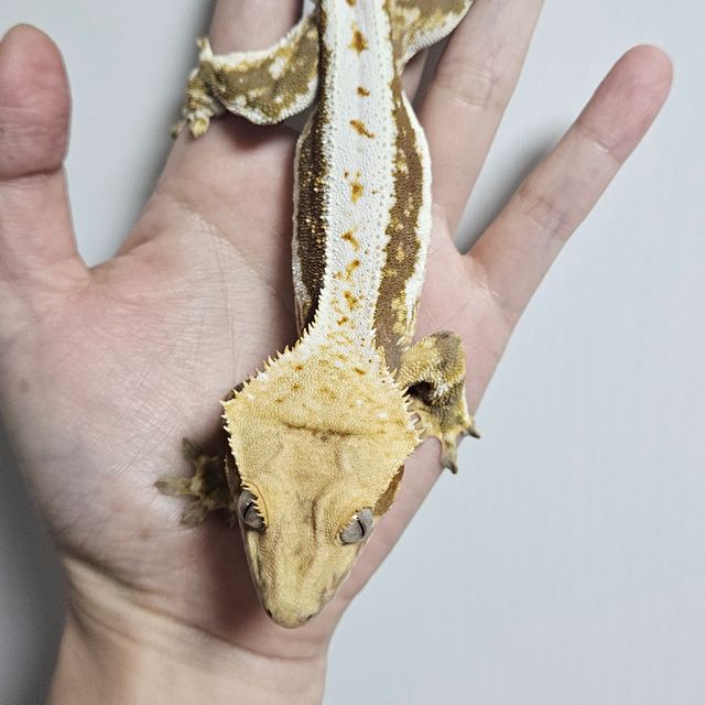 릴리100%헷아잔틱 화이트핀 풀핀