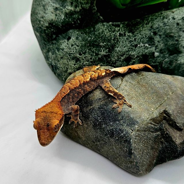 카푸치노 텐저린