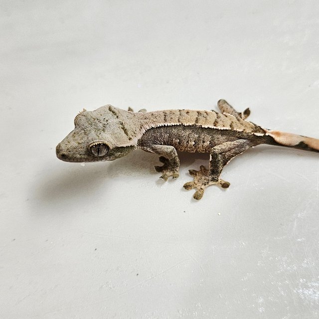 트라이 화이트포트홀