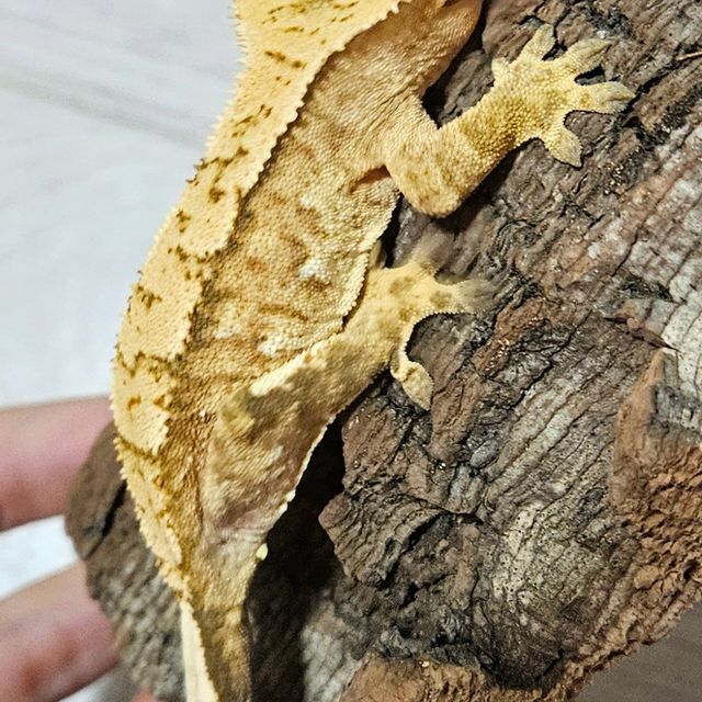 100%헷아잔틱