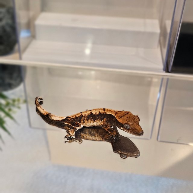 바브