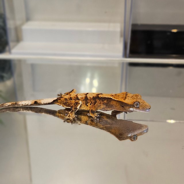 바브