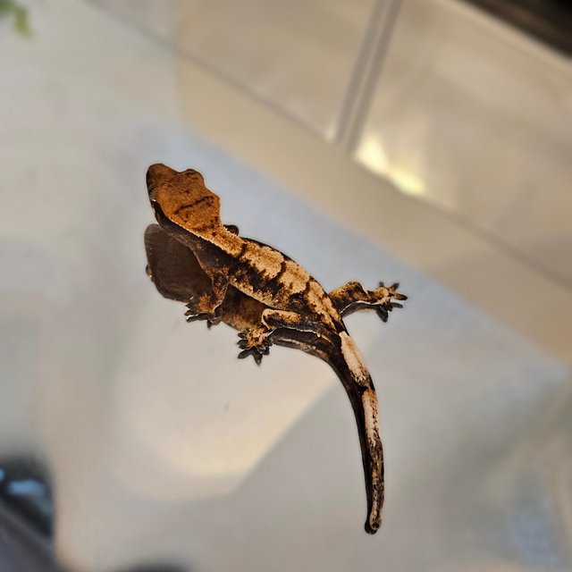 바브