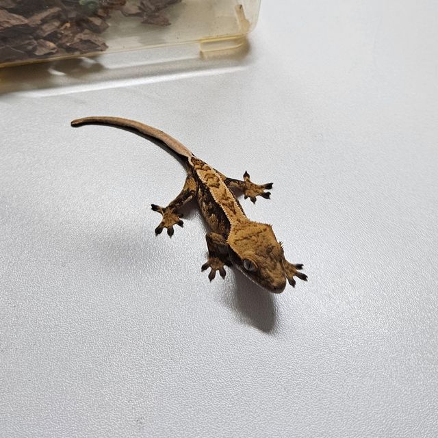 트라이 익스트림할리퀸