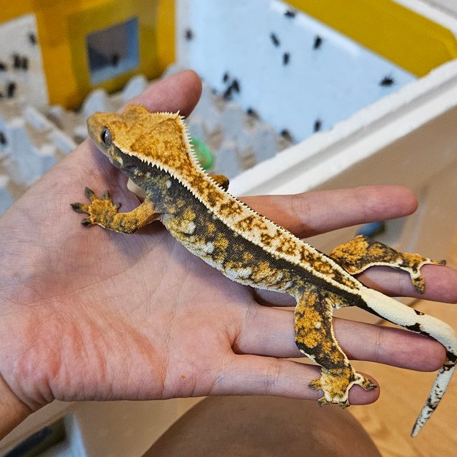 화이트스팟 텐저린 풀핀 화이트핀 트라이 드리피