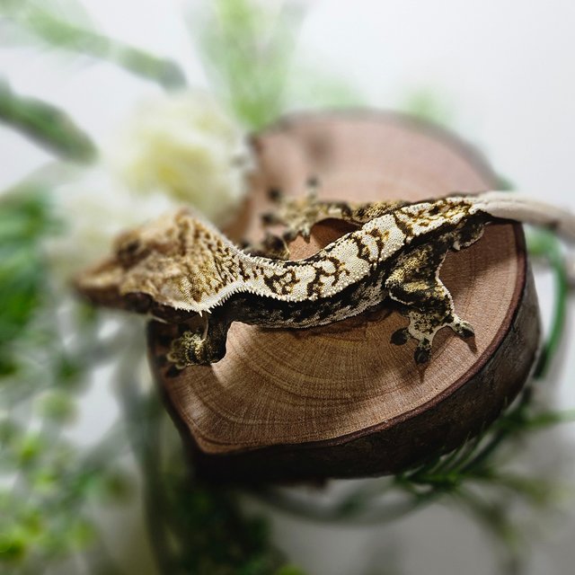 익스트림할리퀸