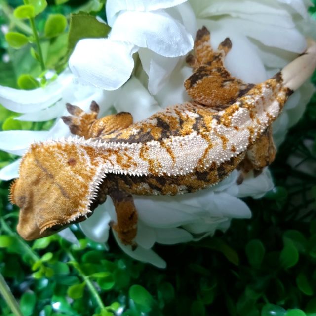 트라이 익스트림할리퀸 옐로우 화이트핀 바브