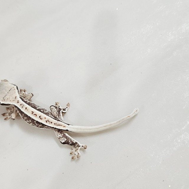 릴리화이트 화이트핀