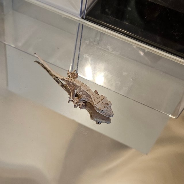 익스트림할리퀸