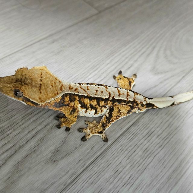 트라이 화이트핀 익스트림할리퀸 텐저린