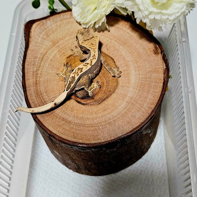 익스트림할리퀸 트라이 풀핀 쿼드