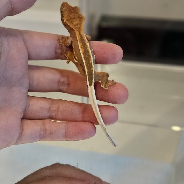 슈퍼스트라이프 엠티백 풀핀