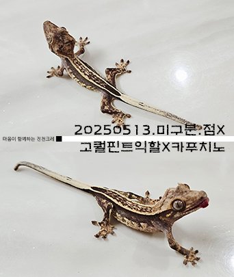 다크 풀핀 엠티백