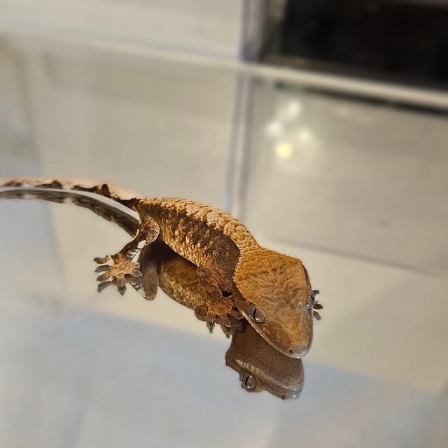 노멀 다크