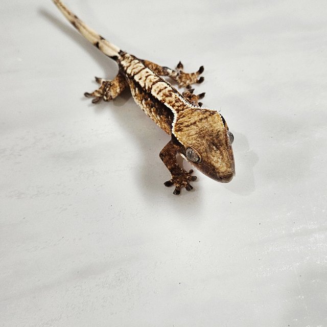 트라이 익스트림할리퀸 화이트핀 화이트포트홀