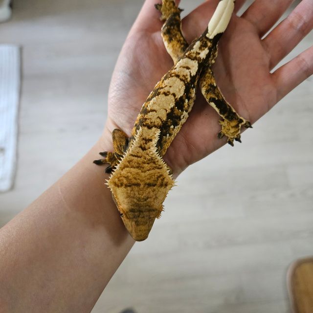 화이트포트홀 익스트림할리퀸 트라이 다크