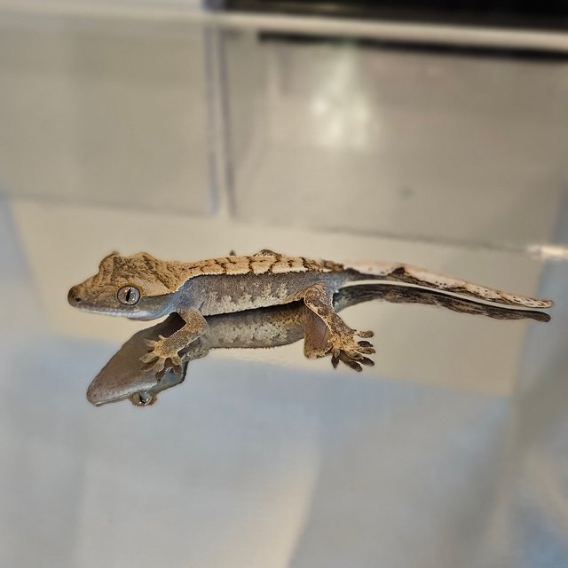 익스트림할리퀸 화이트포트홀 트라이