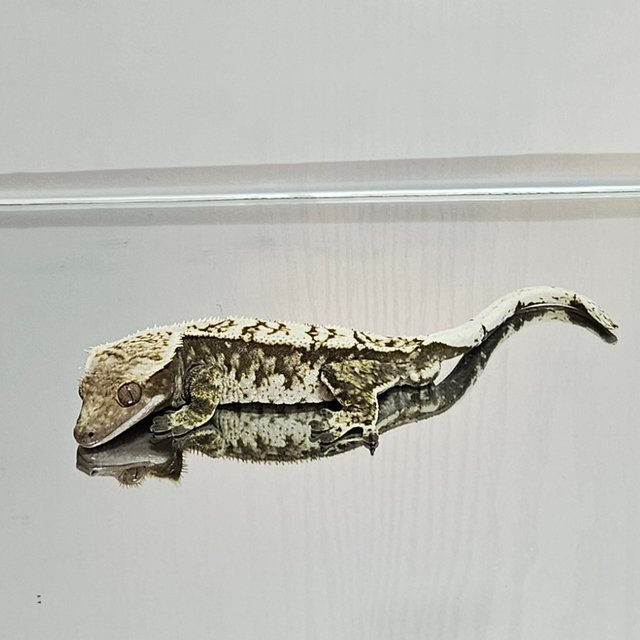 익스트림할리퀸 블랙 화이트 바브