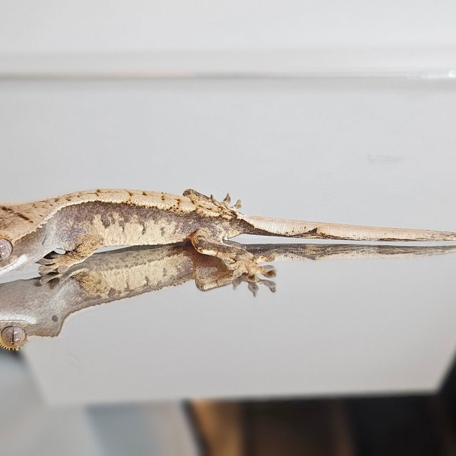 익스트림할리퀸 트라이 화이트스팟