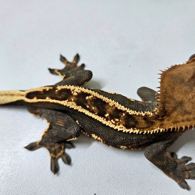 엠티백 블랙 오닉스