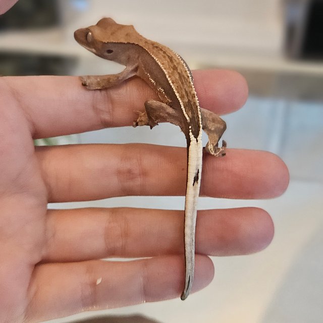 카푸치노 엠티백 블랙 쿼드 화이트핀