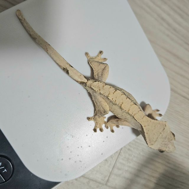 노멀 드리피 솔리드백 익스트림할리퀸 화이트
