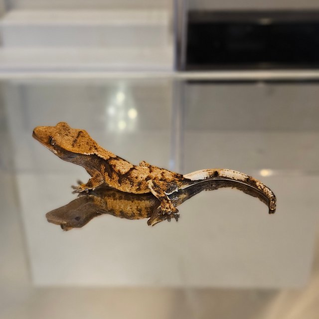 바브