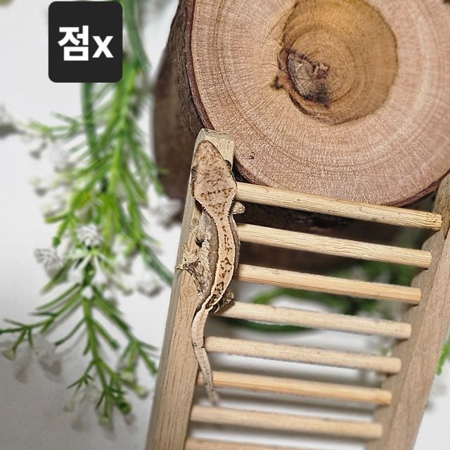 풀핀 쿼드