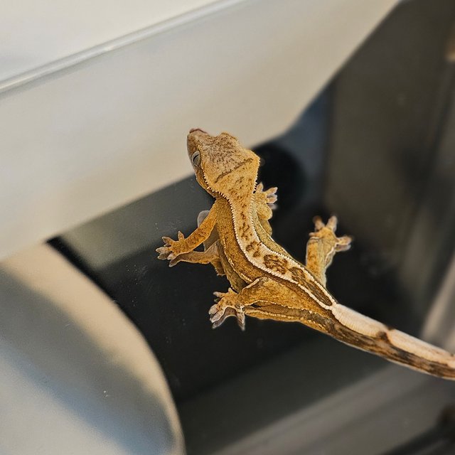 풀핀 쿼드 크림시클 옐로우