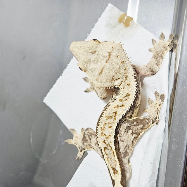 트라이 익스트림할리퀸 풀핀 에밀리 크림