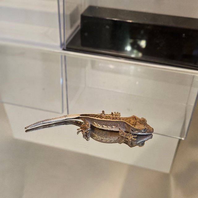 트라이 풀핀 엠티백 슈퍼스트라이프 다크 블랙