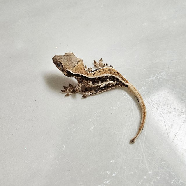 릴리화이트 트라이