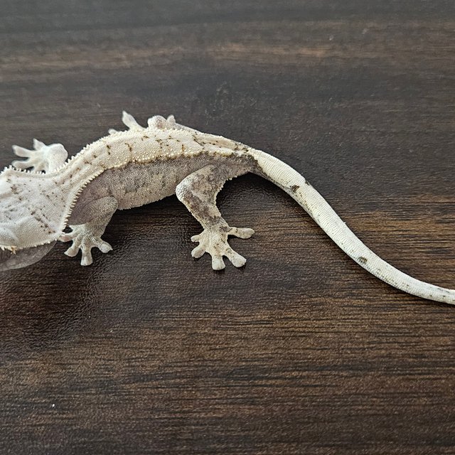 익스트림할리퀸 화이트포트홀 트라이 화이트스팟