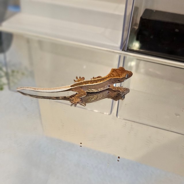 슈퍼스트라이프 엠티백 풀핀