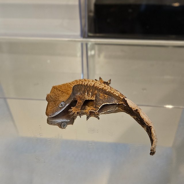 노멀 다크