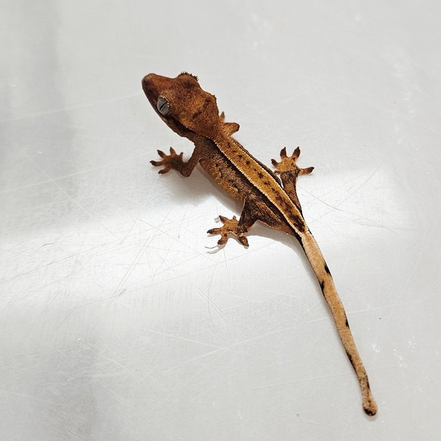 바이 화이트포트홀 옐로우